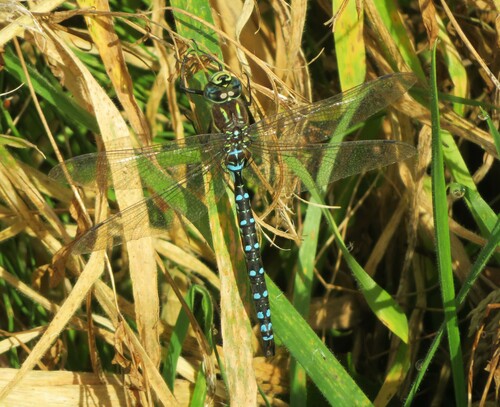 Paddle-tailed Darner (Aeshna palmata), a species recorded in Alaska