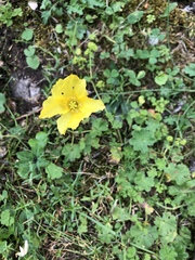 Papaver croceum