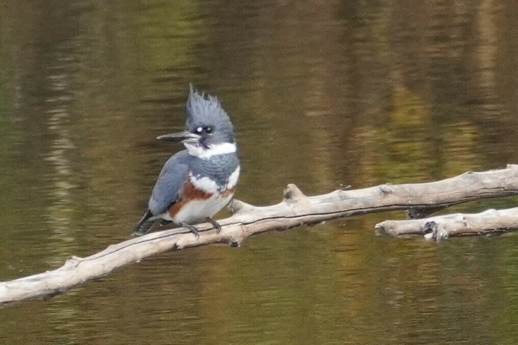belted-kingfisher-from-chester-springs-pa-19425-usa-on-november-5