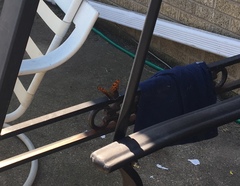 Polygonia interrogationis