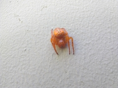 Araneus iviei