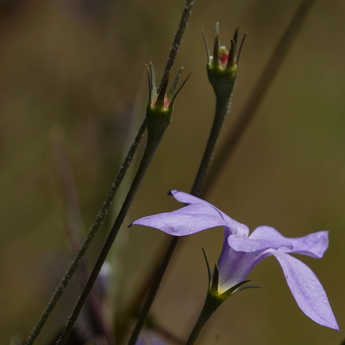 Image of Wahlenbergia stricta by (c) Max Campbell, some rights reserved (CC BY)