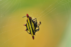 Gasteracantha diadesmia