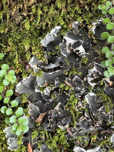 Peltigera neckeri