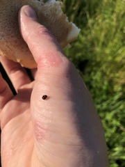 Brachiacantha ursina