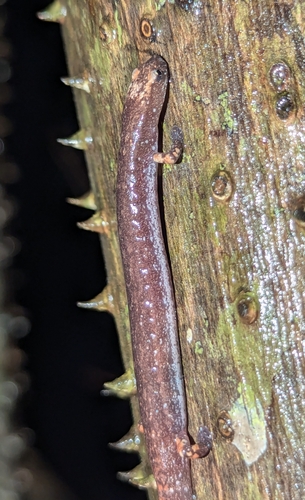 Allen's Worm Salamander, Oedipina alleni