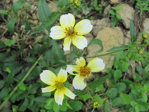 Image of Bidens aurea by (c) zebedeugalinha, some rights reserved (CC BY)