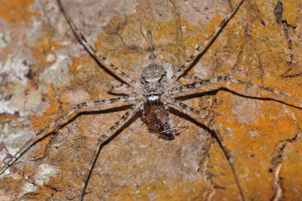 亚洲长疣蛛 Hersilia Asiatica (版纳植物园常见蜘蛛手册) · Inaturalist