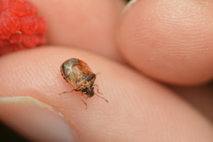 Cosmopepla intergressa