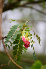 Sesbania grandiflora
