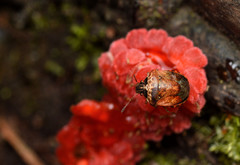 Cosmopepla intergressa