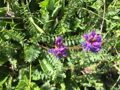 Oxytropis montana
