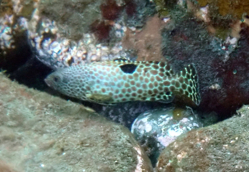One-blotch grouper (Epinephelus melanostigma) — Serranidae — 4
