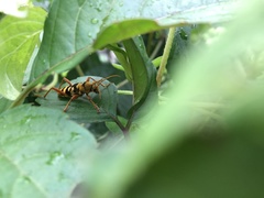 Chlorophorus quinquefasciatus