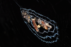Cyclosa confusa