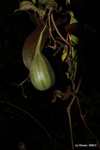 Aristolochia albida (Aristolochia albida)