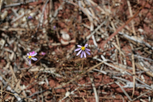 Brachyscome billabongensis