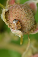 Cosmopepla intergressa