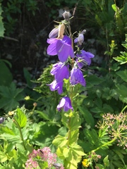 Campanula rhomboidalis