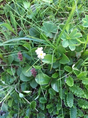 Androsace chamaejasme