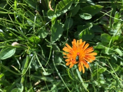 Crepis aurea