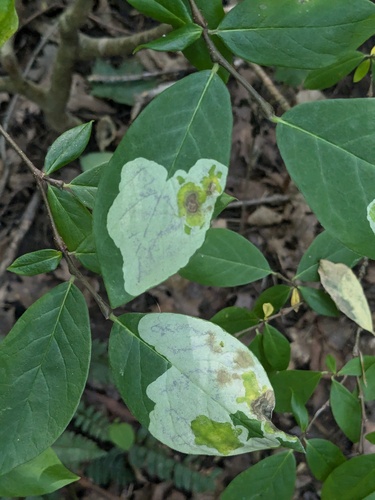 Leucanthiza dircella photo 3
