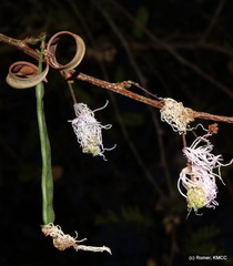 Dichrostachys