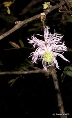 Dichrostachys