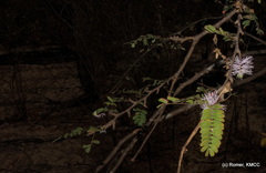 Dichrostachys
