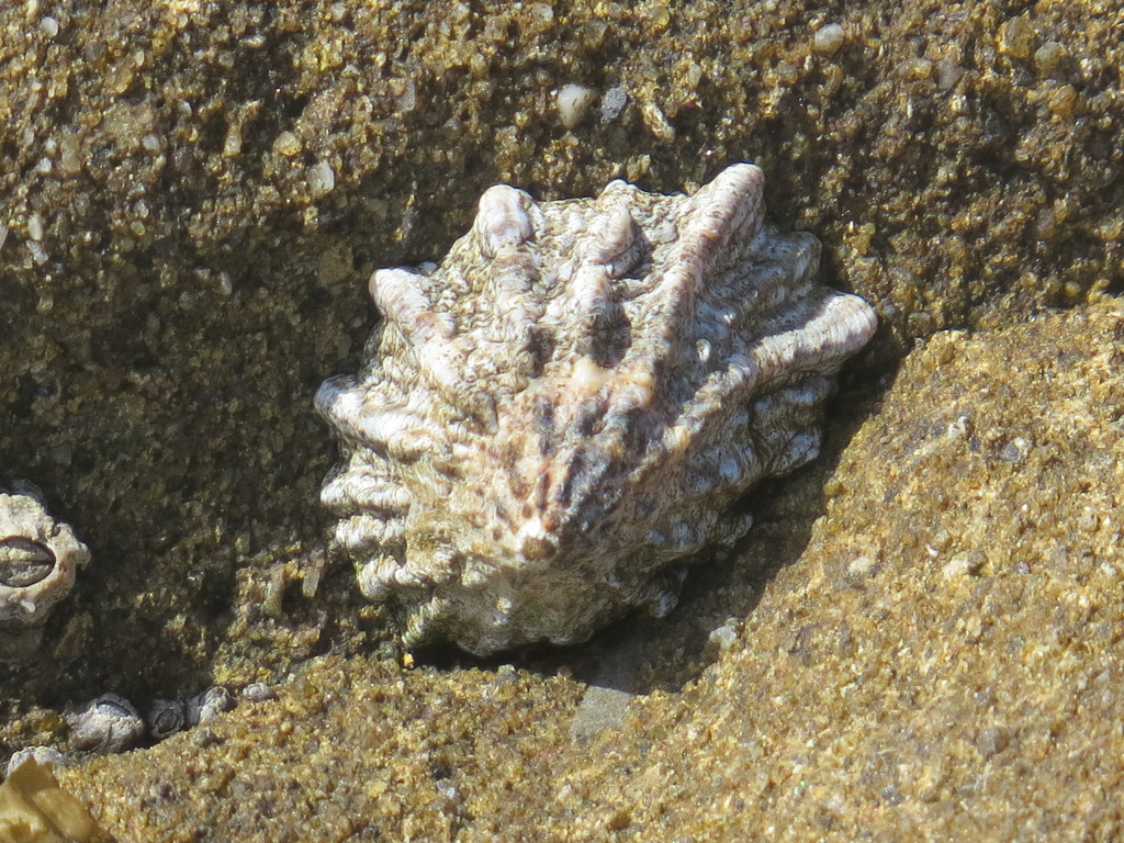 Rough Limpet