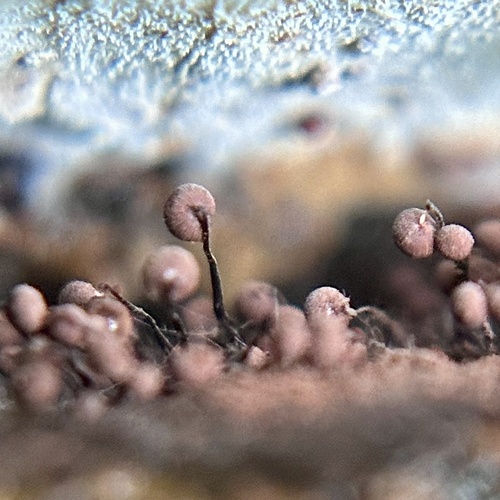 Cribraria cancellata, 2024-11-05