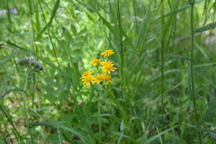 Packera pseudaurea