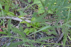 Packera pseudaurea