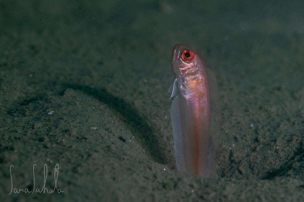Krusenstern's bandfish (Acanthocepola krusensternii) — Cepolidae