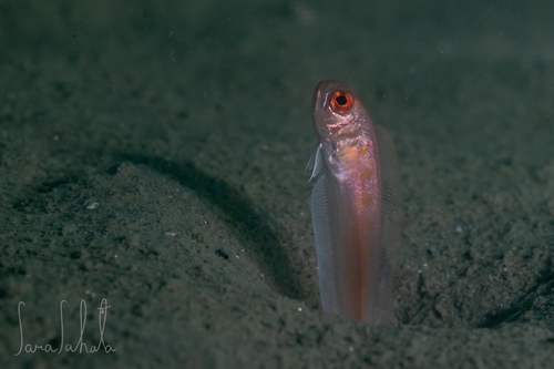 Krusenstern's bandfish (Acanthocepola krusensternii) — Cepolidae