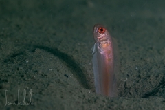 Yellowspotted Bandfish photo 2