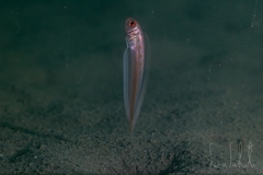 Yellowspotted Bandfish photo 1