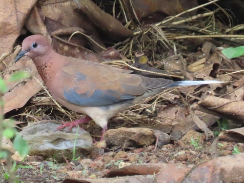 Laughing Dove