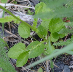 Packera pseudaurea