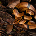 Red Mountain Ratsnake - Photo (c) Dash Huang, some rights reserved (CC BY-NC-SA)