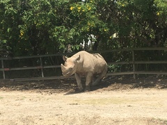 Rhinocerotidae