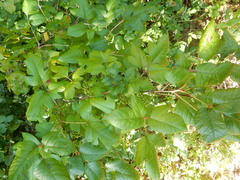 Toxicodendron radicans pubens