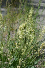 Oxytropis campestris