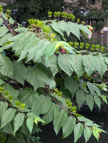 Devil's-cotton (Abroma augustum)