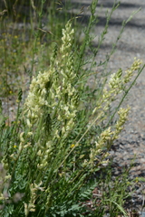 Oxytropis campestris