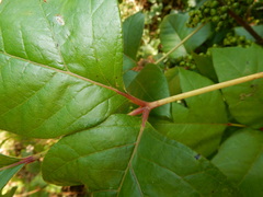 Toxicodendron radicans pubens