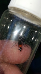 Synanthedon rubrofascia