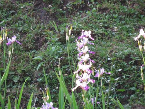 Red-flower Iris (Iris milesii)