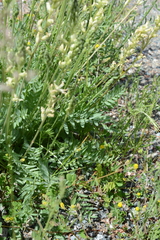 Oxytropis campestris