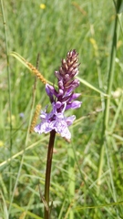 Dactylorhiza maculata